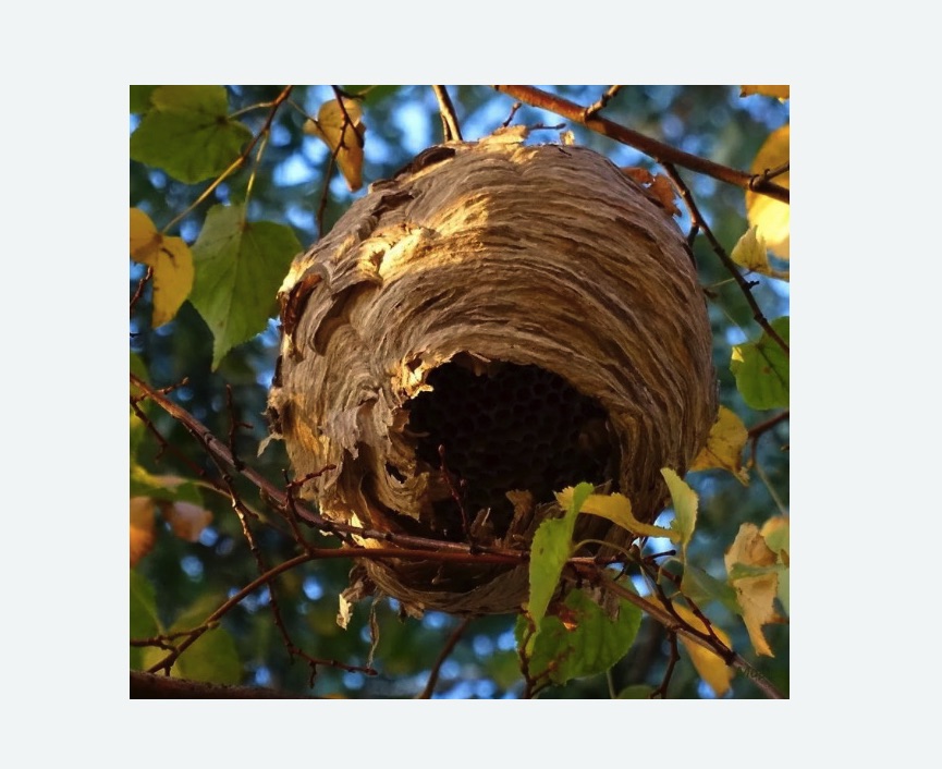 Обработка от шершней в Сиверском