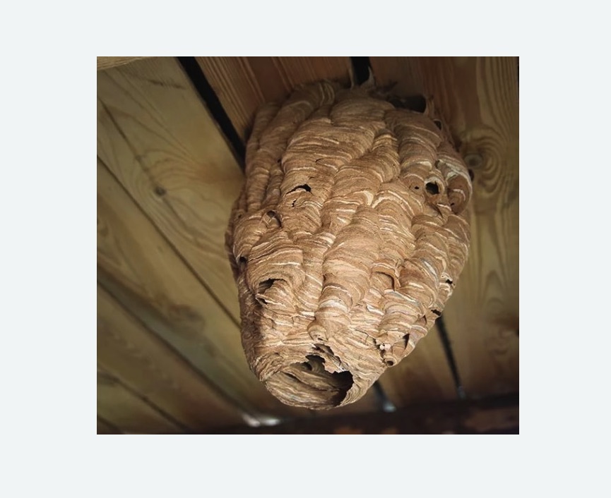 обработка от шершней в Сиверском