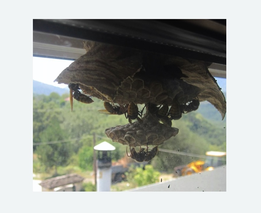 Уничтожение гнёзд шершней в Сиверском