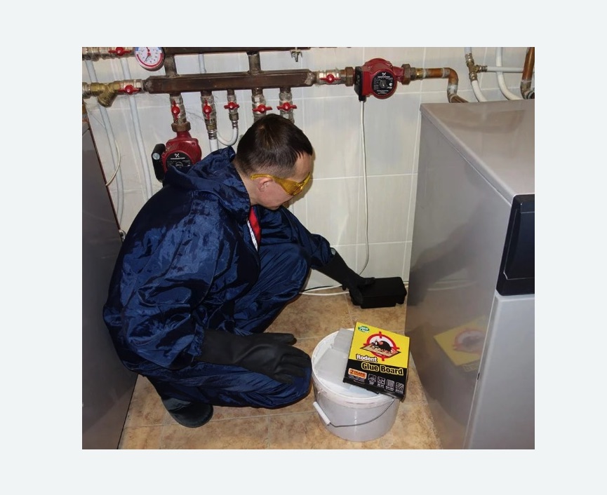 Уничтожение крыс в Сиверском