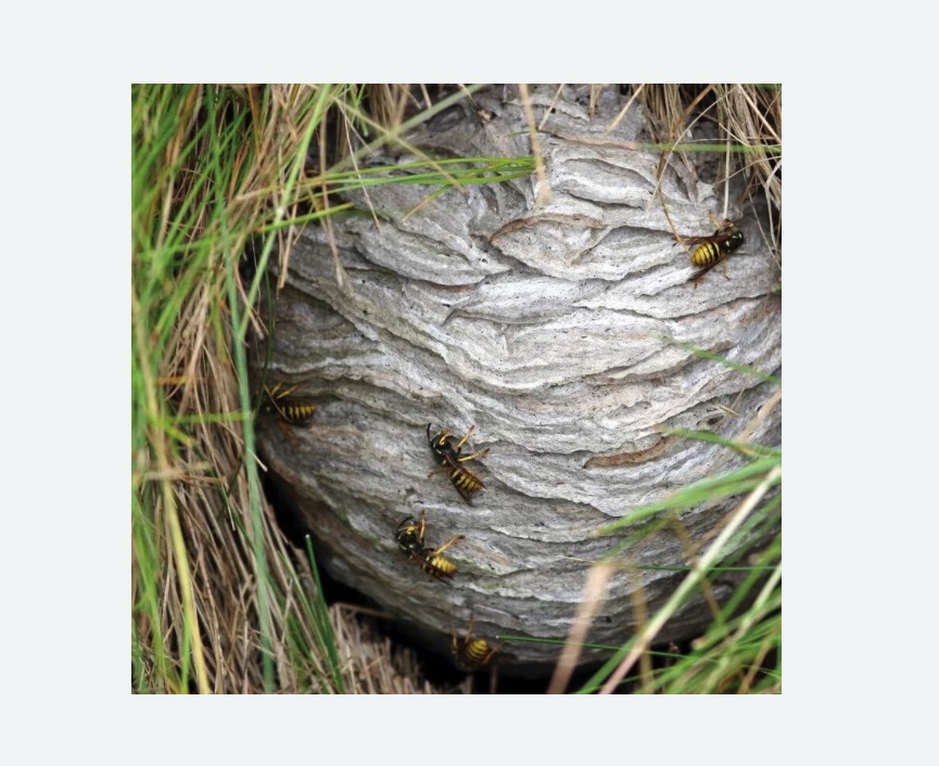 Уничтожение ос и ульев в Сиверском